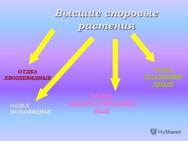 Высшие споровые растения