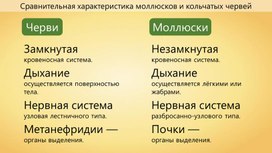 Обложка для материала Сравнительная характеристика моллюсков и червей
