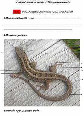 Обложка для материала Рабочий лист по теме : .Общая характеристика пресмыкающихся