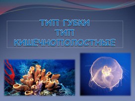 Презентация по биологии "Тип Губки.Тип Кишечнополостные" 7 класс