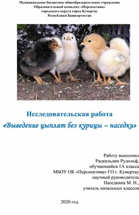 Учебно - исследовательская работа "Выведение цыплят без курицы - наседки"