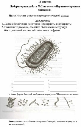 Обложка для материала Лабораторная работа № 2 по биологии в 7 классе: «Изучение строения бактерий»