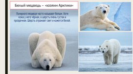 Познавательная презентация на тему:"Белый медведь-хозяин Арктики"и