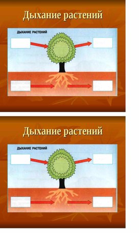 Окр мир 3 класс "Перспектива"  Дыхание и питание растений