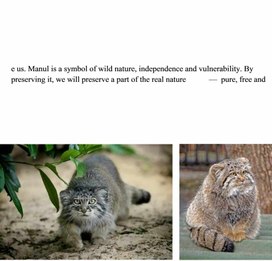 Обложка для материала Animals is Danger