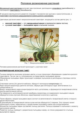 Размножение цветковых растений