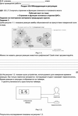 Рабочий лист по теме строение ЦНС