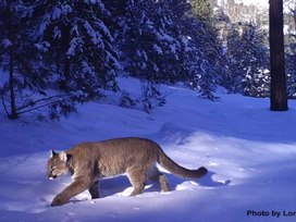 Обложка для материала Презентация к уроку английского языка 7 класс Born Free