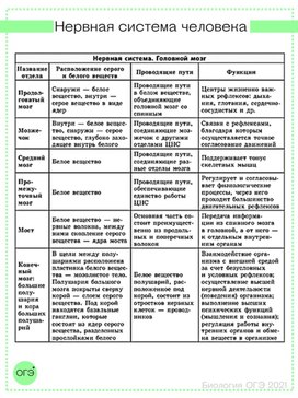 Обобщаю таблица для подготовки к ОГЭ "Нервная система человека"