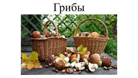 Обложка для материала Грибы