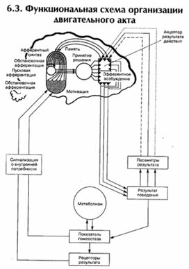 Обложка для материала материал по психофизиологии