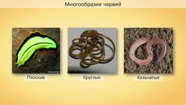 Обложка для материала Все о кольчатых червях