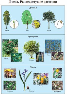 Обложка для материала Окружающий мир для начальных классов_схема_30