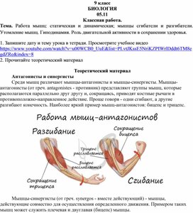 Тема. Работа мышц: статическая и динамическая; мышцы сгибатели и разгибатели. Утомление мышц. Гиподинамия. Роль двигательной активности в сохранении здоровья.