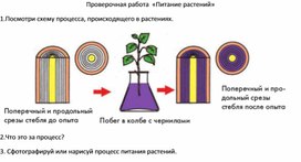 Проверочная работа "Питание растений"