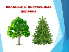Обложка для материала Хвойные и лиственные деревья