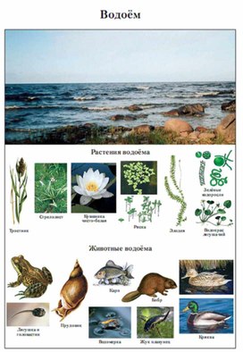 Обложка для материала Окружающий мир для начальных классов_схема_33