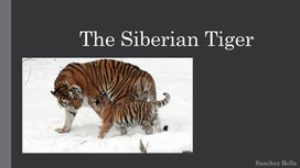 Обложка для материала SIBERIAN TIGER