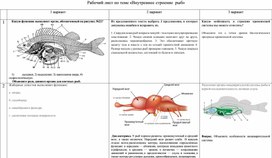 Самостоятельная работа по теме "Внутреннее строение рыб"