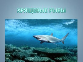 Презентация по биологии "Хрящевые рыбы" 7 класс