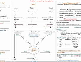 Дидактический материал "Энергетический обмен"