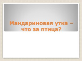 Презентация к исследовательской работе "Мандариновая утка – что за птица?"