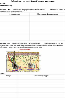 Обложка для материала Биология 9 класс. Рабочие листы по теме "Кожа"