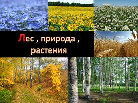 Обложка для материала Презентация "Лес,природа,растения"
