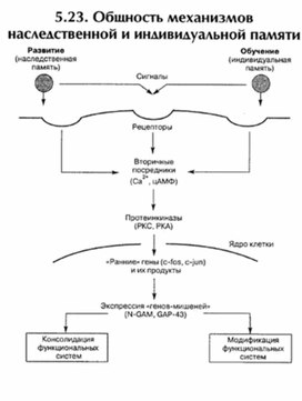 Обложка для материала материал по психофизиологии