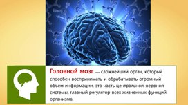 Обложка для материала Головной мозг
