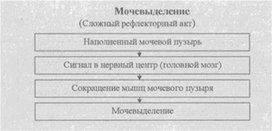 Материал к урокам  биологии