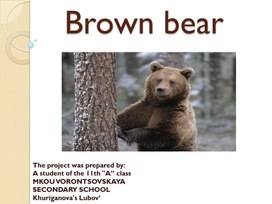 Презентация " Brown bear" к учебнику Spotlight 11,Spotlight on Exams, 4 модуль