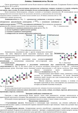 Обложка для материала Амины. Аминокислоты. Белки.