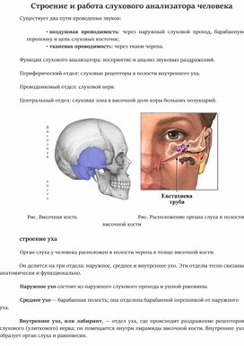 Строение и работа слухового анализатора человека