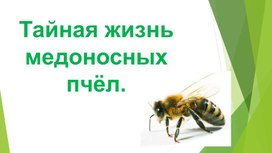 Презентация "Тайная жизнь медоносных пчёл" (Работу выполнила Паршукова Софья)