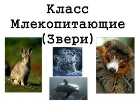 Млекопитающие , 8класс, биология