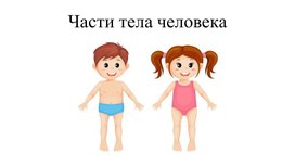 Обложка для материала Части тела человека.