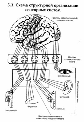 Обложка для материала материал по психофизиологии