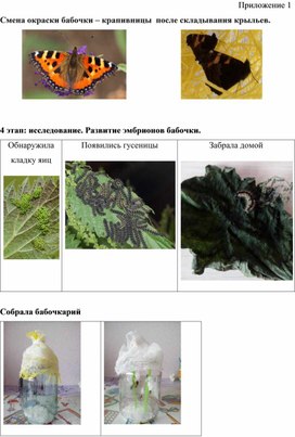 Приложение к научно-исследовательскому проекту "Выведение и содержание бабочки-крапивницы в домашних условиях"