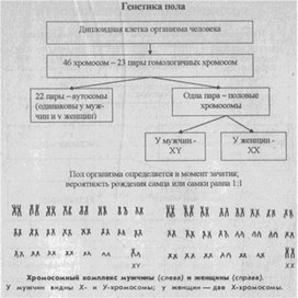 Материал к урокам  биологии