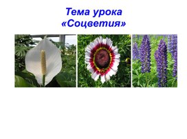 Обложка для материала Презентация «Соцветия»