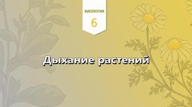 Обложка для материала урок по теме дыхание растений 6 класс