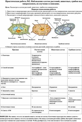 Наблюдение клеток растений, животных, грибов под микроскопом, их изучение и описание.