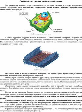 Особенности строения растительной клетки