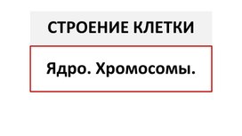 Биология: Презентация 10 класс "Ядро. Хромосомы"