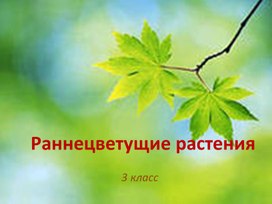 Презентация"Раннецветущие растения"