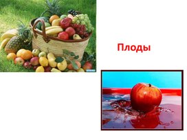 Обложка для материала урок плоды растений