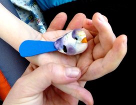 Обложка для материала Фрагмент коррекционно-развивающего занятия с ребенком с ТМНР  "Села птичка на ладошку (тактильно-моторная стимуляция)."