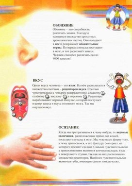Обложка для материала органы чувств