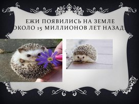 Обложка для материала Ежи